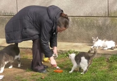 Samo zato što je hranila mačke: Papreno kažnjena, a živi od socijalne pomoći