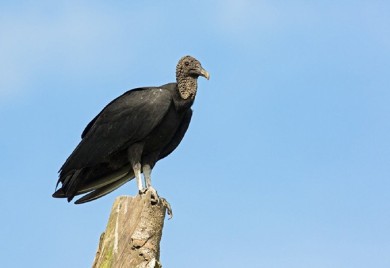 Zbog lešinara šteta od skoro 47 miliona dolara