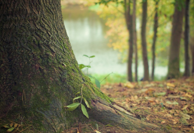 Bespravno posječena 3.894 kubika drveta