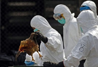 Ptičiji grip u Holandiji, uništeno 300.000 pilića