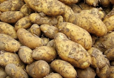 U subotu "Dani glamočkog krompira"