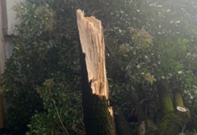 Snažan vjetar u Trebinju: U centru grada prepolovljeno drvo