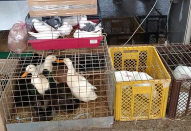 Održana izložba sitnih životinja u Prijedoru