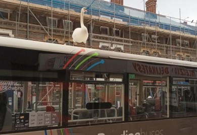 Letenje je precijenjeno: Labud se provozao gradskim autobusom (FOTO)