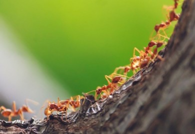 Zastrašujuće: Ovako izgleda uvećano lice mrava