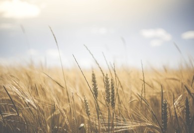 U Srpskoj zasijano više pšenice nego u Federaciji