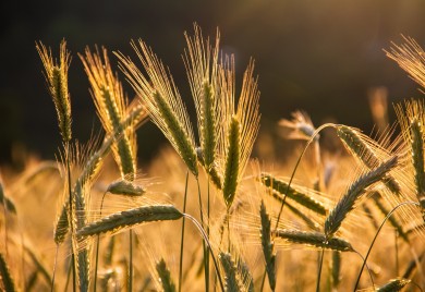 Ukrajina izvezla 16,2 miliona tona žitarica