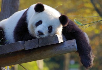 Voljena panda Sjang Sjang napustila Japan, tražiće joj partnera u Kini (FOTO)