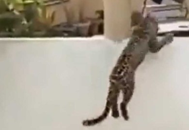 Dramatični snimci: Leopard jurio ljude, nastala opšta panika