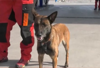 Slavnoj Tori treba društvo hrabrih pasa