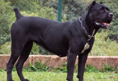 Cane Corso napao maloljetnu osobu u Banjaluci
