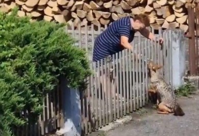 Iznemogli šakal potražio pomoć od ljudi