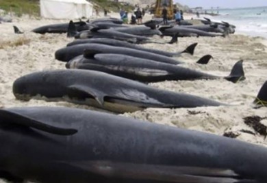 U Australiji uginulo 200 kitova, spasioci se bore za 35 preživjelih