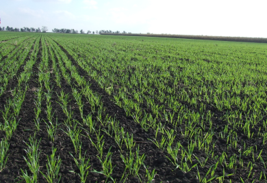 Počela sjetva ozimih kultura u Šamcu