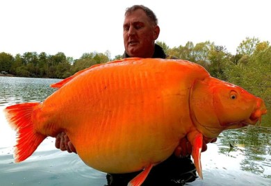 Upecao "Šargarepu" tešku 30 kilograma