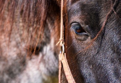 Vozač kamionom udario tri konja