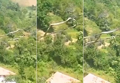 Nevjerovatan snimak iz BiH: Zmija se kreće po kablovima dalekovoda VIDEO