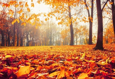 Danas počinje jesen: Evo zašto ona počinje 23, a ostala godišnja doba 21. u mjesecu