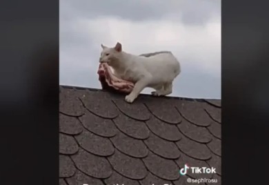 "Poznati lopov" oduševio društvene mreže