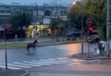 Neobične scene u Beogradu: Preplašeni konj trči ulicom punom automobila VIDEO