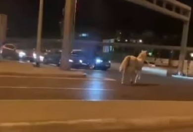 Bijeli konj galopirao Beogradom: “Dobićeš kaznu, to je suprotan smjer” VIDEO