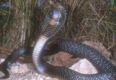 Neviđena tragedija: Posvađao se sa ženom pa iz osvete pustio zmiju, ona usmrtila dijete (2)