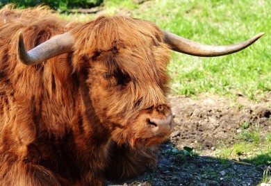 Bujica odnijela bika teškog 800 kg