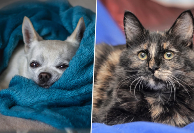 Najstariji pas i mačka na svijetu - Đino i Flosi