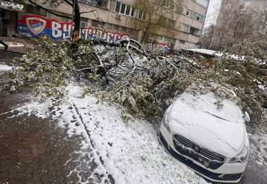 Banjaluka: Palo drvo na automobile (FOTO)