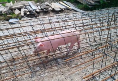 Bizarna scena u Banjaluci: Prase završilo u armaturi na gradilištu