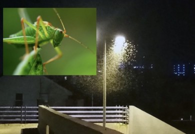 Banjaluku preplavili sitni, zeleni skakavci