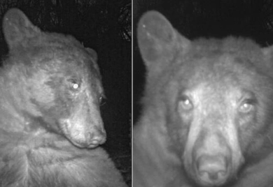 Simpatični prizori: Medo napravio oko 400 selfija kamerom za divlje životinje