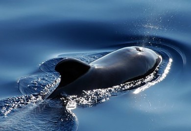 Kitovi Piloti, gdje i kako ih možete pronaći