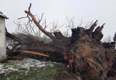 Babin hrast svjedok i ratova i ljubavi: Jedan od najstarijih stabala u Srpskoj otišlo u istoriju