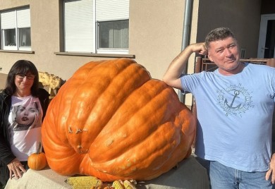 Uzgojio bundevu od 326 kilograma, pomjerali je bagerom