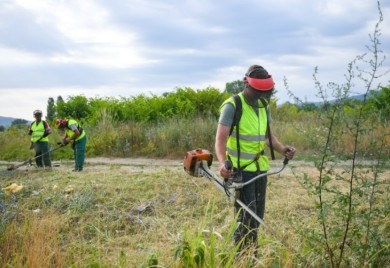 Košenje alergene biljke pri kraju: Ambrozija uklonjena sa velike površine u Banjaluci
