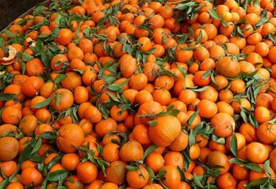 Završile u BiH: Opasan pesticid nađen u mandarinama iz Hrvatske