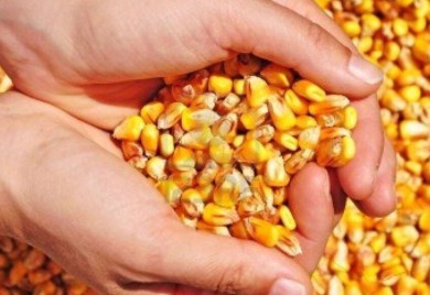 Zabranjen uvoz: Vraćeno sjeme kukuruza iz Italije zbog slabe klijavosti