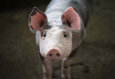 U Srpskoj potvrđena Afrička kuga svinja na 29 imanja