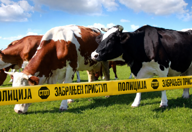 Šipovljanin sjekirom povrijedio pet krava