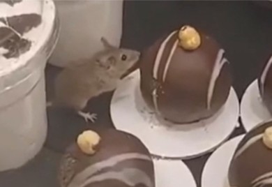 Miš snimljen kako gricka lješnik kuglu u pekari (VIDEO)
