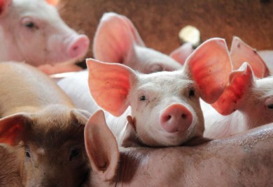 Eutanazirano više od 400 životinja zbog afričke kuge