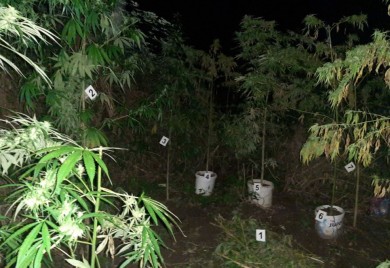 U Maglaju ponovo pronađen veći zasad marihuane