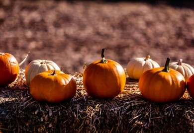 Kako se pravilno čuva bundeva