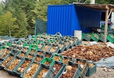 U Sloveniji pronađeni posmrtni ostaci 3.200 osoba