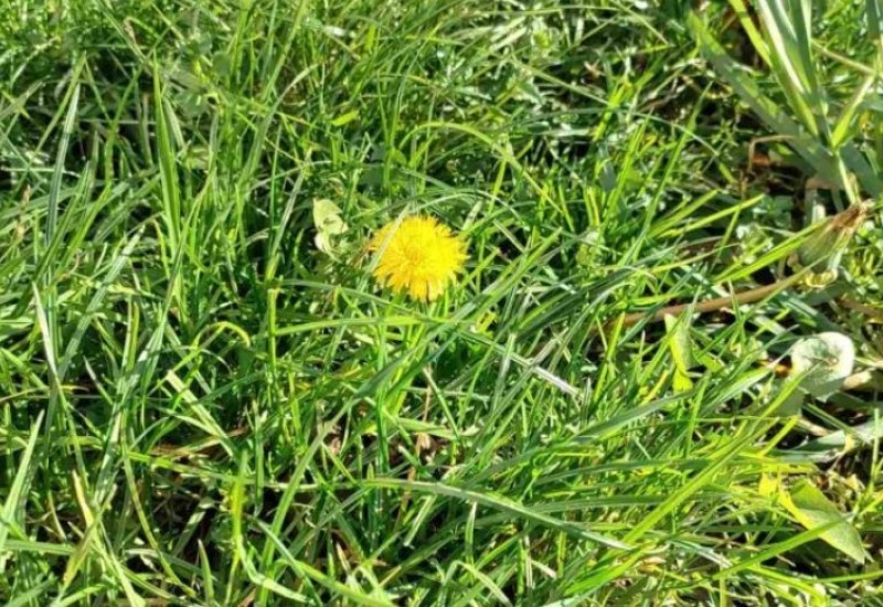 Neme snijega, ali ima cvijeća: Početak godine donio mirisne latice