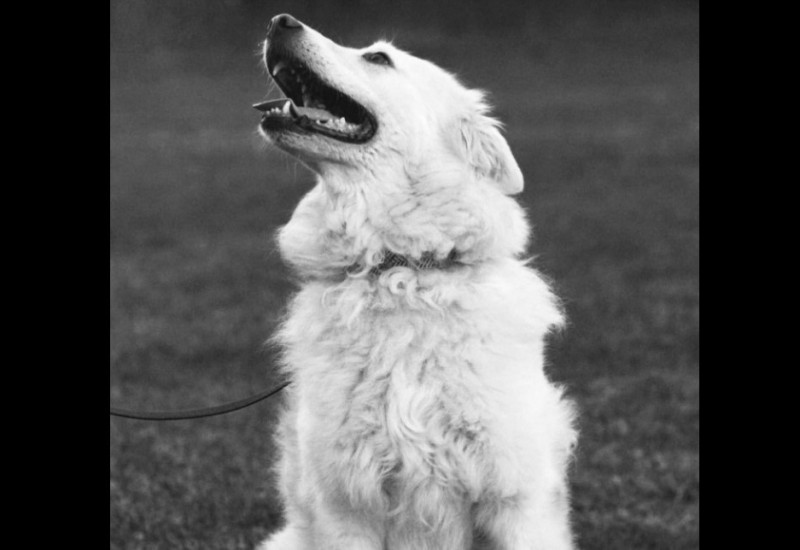 Pas uginuo zbog petardi, tresao se satima, srce mu stalo