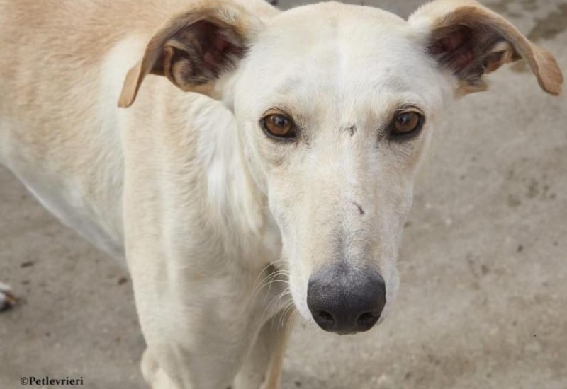 Svakog 1. februara lovci likvidiraju 50.000 španskih hrtova vješanjem o stabla