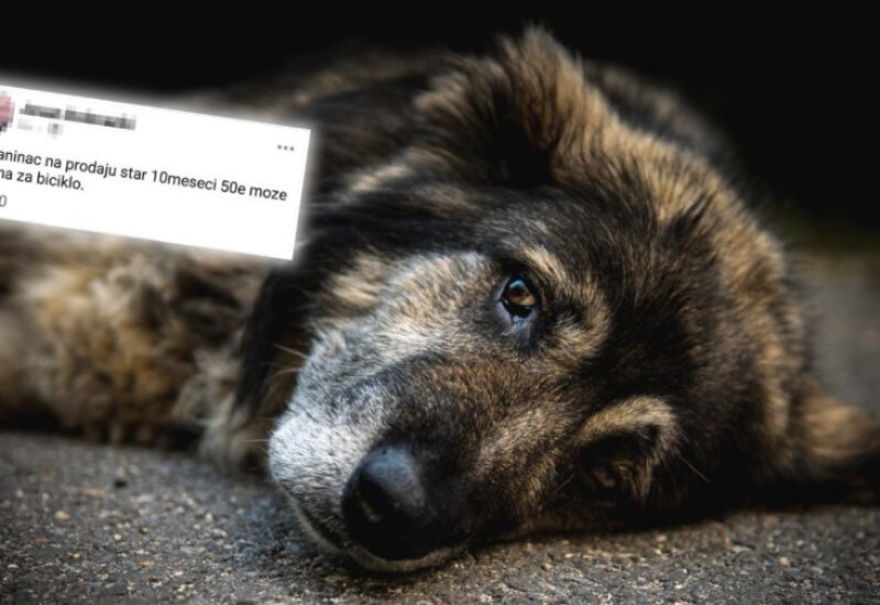 "Prodajem šarplaninca za 50 evra, može zamjena za bicikl“: Oglas zapalio društvene mreže