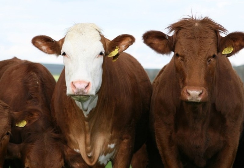 Zbog prevara stočara u Odžaku uhapšen Banjalučanin